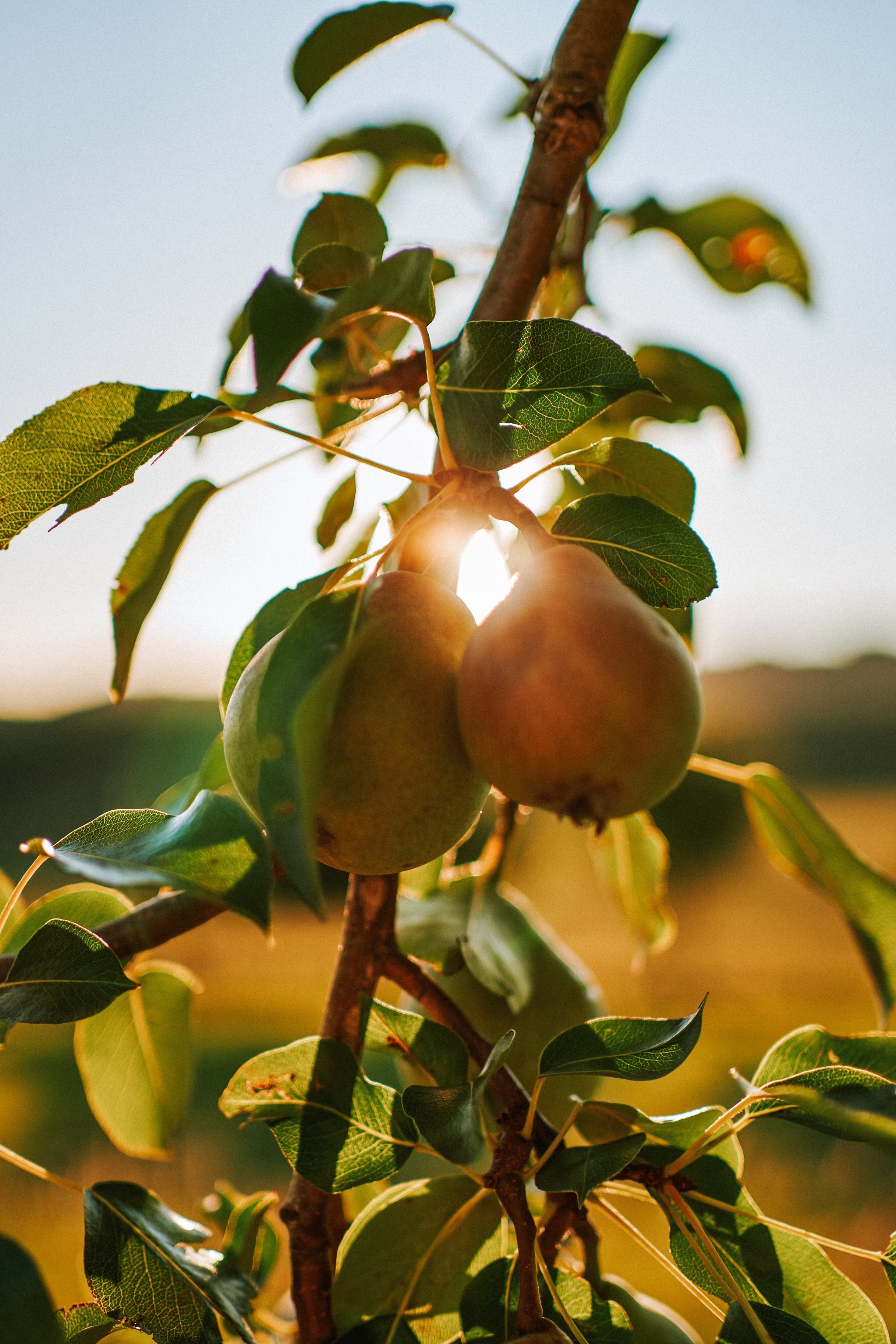 Pears growing